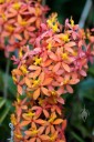 Orange Epidendrum flowers grown outdoors in San Francisco