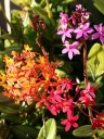 Red, orange, and purple Epidendrum flowers grown outdoors in San Francisco