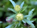 Hibiscus trionum flower buds and leaves grown outdoors in San Francisco