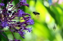 Honeybee flying to fuchsia tree flowers