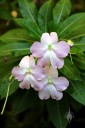 Impatiens flowers and leaves