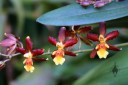 Oncidium flowers grown outdoors in San Francisco