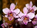 Moth Orchids