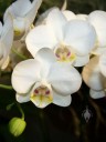 Phalaenopsis species at Pacific Orchid Expo 2010