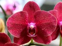 Moth Orchid hybrid