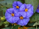 Solanum flowers grown outdoors in San Francisco