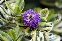 Variegated Hebe flowers and leaves