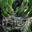 Orchid roots attached to wooden basket in Phipps Conservatory