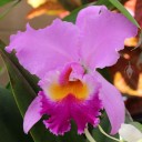 Cattleya hybrid flower, Foster Botanical Garden, Honolulu, Hawaii