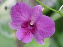 Dendrobium hybrid flower, Foster Botanical Garden, Honolulu, Hawaii