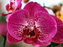 Doritaenopsis Ox Princess, Moth Orchid, Phal hybrid, Pacific Orchid Expo 2013, San Francisco