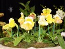 Paphiopedilum display, Lady Slipper flowers and plants, Pacific Orchid Expo 2014, San Francisco
