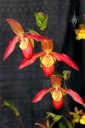 Phragmipedium hybrid flowers, Pacific Orchid Expo 2013 , San Francisco