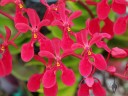 Renanthera hybrid flowers, Kawamoto Orchid Nursery, Honolulu, Hawaii