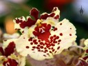 Rodrumnia hybrid flower, Pacific Orchid Expo 2009, San Francisco