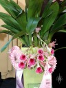 Trichopilia marginata, orchid species with awards at Pacific Orchid Expo 2014, San Francisco