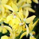 Calanthe flowers, orchid species, Pacific Orchid Expo 2014, San Francisco