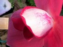 Lycaste flower close up, Lycaste Irodori 'Big Red', orchid hybrid, Pacific Orchid Expo 2014, San Francisco