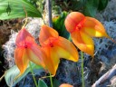 Masdevallia flowers, Masdevallia Kimballiana 'Hawk Hill' HCC AOS, orchid hybrid, Pacific Orchid Expo 2014, San Francisco