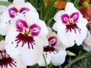 Miltonia flowers, orchid hybrid, Pacific Orchid Expo 2014, San Francisco