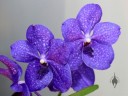 Vanda flowers, orchid hybrid, Pacific Orchid Expo 2014, San Francisco