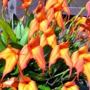 Masdevallia ignea x falcata, orchid hybrid, grown outdoors in Pacifica, California