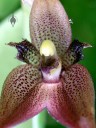 Myoxanthus serripetalus, orchid species, grown outdoors in San Francisco, Masdevallia relative