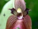 Myoxanthus serripetalus, orchid species, grown outdoors in San Francisco, Masdevallia relative