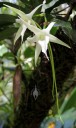 Angraecum sesquipedale, orchid species, Darwin's Orchid, Hawaii Tropical Botanical Garden, Papaikou, Hawaii