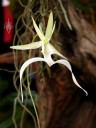 Ghost Orchid, Dendrophylax lindenii, Orchid Society of NW Pennsylvania Show, Erie PA