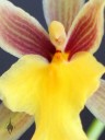 Mexicoa ghiesbreghtiana close up, orchid species, Oncidium family, fragrant flowers, Pacifica, California