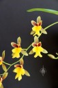 Mexicoa ghiesbreghtiana, orchid species, Oncidium family, fragrant flowers, Pacifica, California