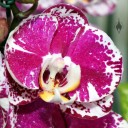 Moth Orchid, Phalaenopsis hybrid, Pacific Orchid Expo 2014, San Francisco
