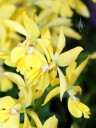 Calanthe sieboldii, orchid species, Pacific Orchid Expo 2014, San Francisco