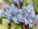 Cleisocentron gokusingii, miniature orchid species with blue flowers, Pacific Orchid Expo 2014, San Francisco