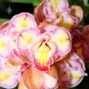 Cymbidium Lucky Gloria 'Miss Kim', orchid hybrid, peloric form, Pacific Orchid Expo 2014, San Francisco