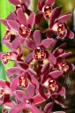 Cymbidium Memoria Connie Jo Nine 'Little Devils', orchid hybrid, Pacific Orchid Expo 2014, San Francisco