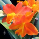 Guarisophleya Sierra Gem 'Old Gold', Cattleya orchid hybrid, Pacific Orchid Expo 2014, San Francisco