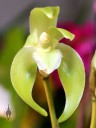 Lycaste ciliata, orchid species, Pacific Orchid Expo 2014, San Francisco