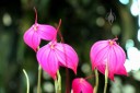 Masdevallia Fraseri, orchid hybrid, Pacific Orchid Expo 2014, San Francisco