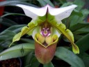 Lady Slipper flower, Paphiopedilum, San Diego Zoo Greenhouse