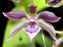 Zygotonia Midnight Blue 'Cardinals Roost', orchid hybrid, Pacific Orchid Expo 2014, San Francisco