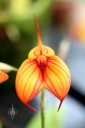 Masdevallia, orchid flower, at Orchids in the Park 2013, San Francisco