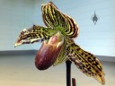 Paphiopedilum, Lady Slipper flower, displayed at San Francisco Orchid Society meeting, Aug. 2013