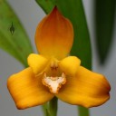 Maxillaria molitor, orchid species, Orchids in the Park 2014 at Hall of Flowers, Golden Gate Park, San Francisco