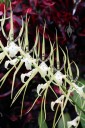 Brassia flowers, Spider Orchid, in bloom at Foster Botanical Garden, Honolulu, Hawaii