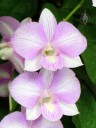 Dendrobium flowers, orchid hybrid, in bloom at Foster Botanical Garden, Honolulu, Hawaii