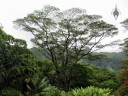 Large tropical tree at Lyon Arboretum, Honolulu, Hawaii