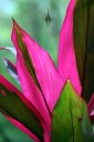 Colorful leaves, hot pink and green leaves, Lyon Arboretum, Honolulu, Hawaii