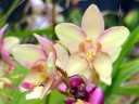 Spathoglottis flowers, pink and yellow orchid hybrid, Foster Botanical Garden, Honolulu, Hawaii